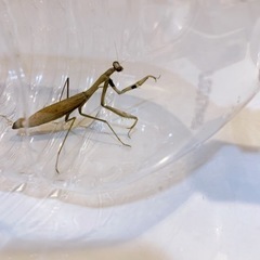 カマキリ