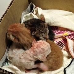 【★感謝★みんな里親決まりました！】仔猫の里親募集(3匹いますが...