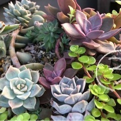 多肉植物　セダム