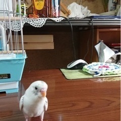 セキセイインコ🦜　ぴーちゃん(おピー) - 手伝って/助けて