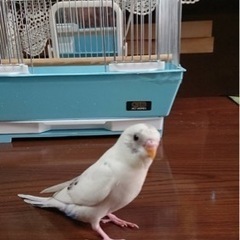 セキセイインコ🦜　ぴーちゃん(おピー)