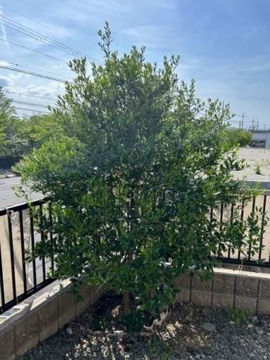 金柑の木2300✖️1700 地植えの為掘り起こしになります