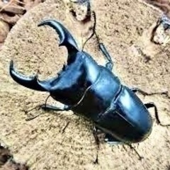 オキナワヒラタ♂特大サイズ⭐️オマケ付き💖値下げしました✨