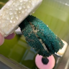 オロチメダカ卵　約50個　