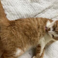 ねこちゃん里親募集してます。