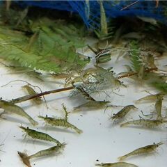 ミナミヌマエビあげます。エビとメダカを交換してほしいです。