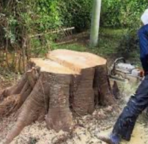 格安で樹木を伐採します。