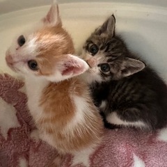 もろきゅー兄弟🐈ずっとのお家探してます
