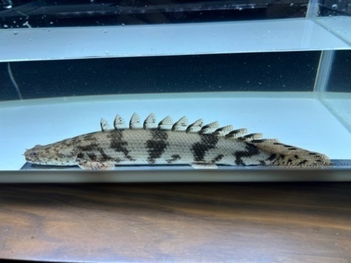 ポリプテルス　エンドリケリー　セミショート①