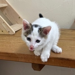 生後2ヶ月の男の子