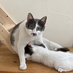 母性溢れる母猫　福ちゃん