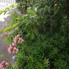 まきの木　紫陽花  ツツジ　ピンク や紫の花 等を無料てあげますの画像