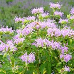 お話し中【近日中に処分予定】たいまつ草  ピンク色 ( ベルガモ...
