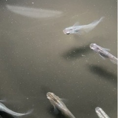 　　 取り引き中　　　　　　 🌸魔王改メダカ5匹セット🌸の画像