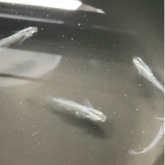 　　 取り引き中　　　　　　 🌸魔王改メダカ5匹セット🌸の画像