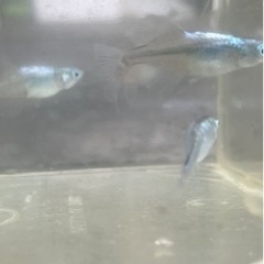 　　 取り引き中　　　　　　 🌸魔王改メダカ5匹セット🌸