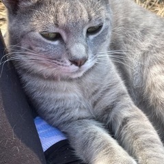 グレオ - 猫