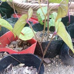 ヤマノイモ苗 5ボット(五株) ⑥ 長芋 ナガイモ トロロイモ 自然薯 野菜 家庭菜園の画像