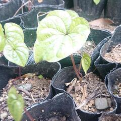 ヤマノイモ苗 5ボット(五株) ⑥ 長芋 ナガイモ トロロイモ 自然薯 野菜 家庭菜園の画像