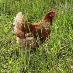 バタリーケージって知ってますか？　鶏卵　平飼い