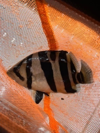 ダトニオ　片側リアルバンド