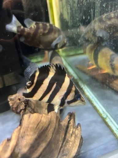 ✨超激レア✨ノーテール　ダトニオ