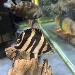 ✨超激レア✨ノーテール　ダトニオ