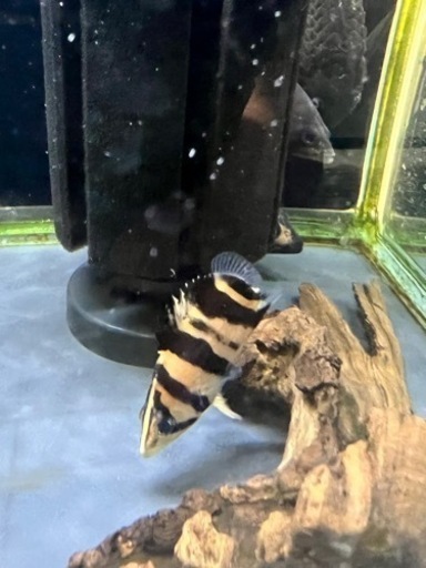 ✨超激レア✨ノーテール　ダトニオ