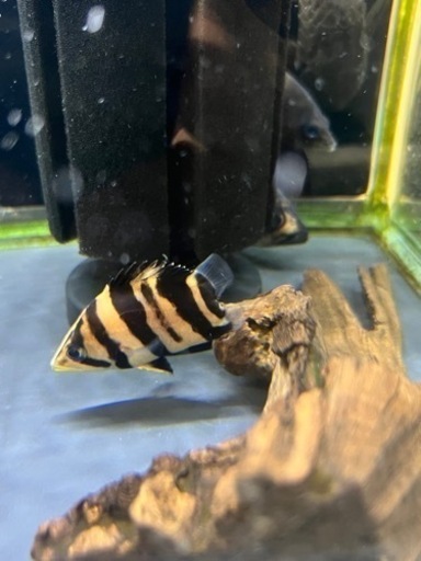 ✨超激レア✨ノーテール　ダトニオ