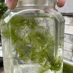 メダカの卵②
