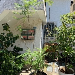 [植物売ります] ジャカランダ