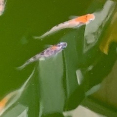 メダカ 3色幹之ラメ　3㎝以上　10匹