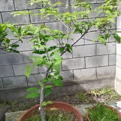 ツリバナ  鑑賞木の画像