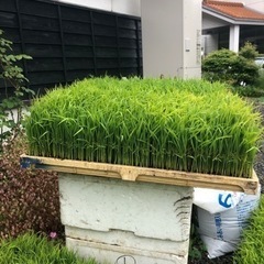 イネの苗あと１箱必見