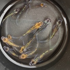 お取り引完了しました！メダカ　ユリシス　10匹セットの画像