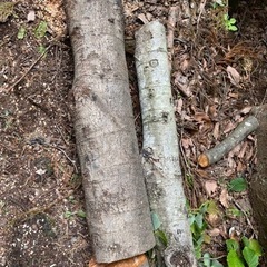 木　枝　ハンノキ　　薪の画像