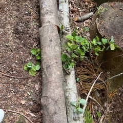 木　枝　ハンノキ　　薪の画像