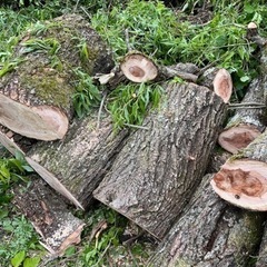 木　枝　薪　の画像