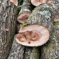 木　枝　薪　の画像
