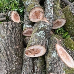 木　枝　薪　の画像