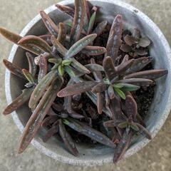 多肉植物