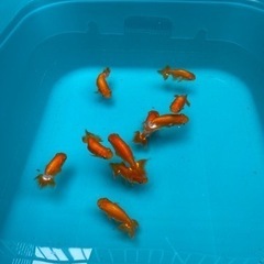 らんちゅう
の画像