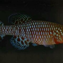 卵生メダカ　ラコビー1ペア