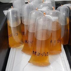 オオミジンコ大量🙋　　　　　　餌　エサ　メダカ　めだか　金魚