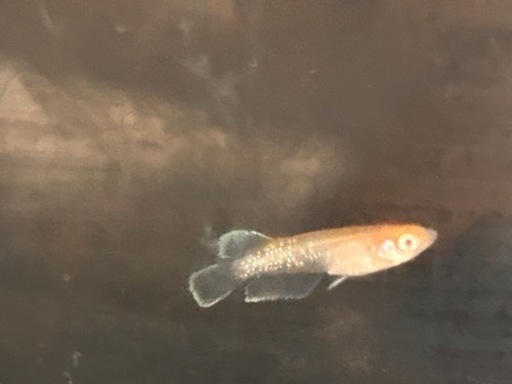 メダカ　　ハイビスカス　アルビノ