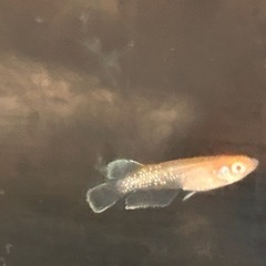メダカ　　ハイビスカス　アルビノ