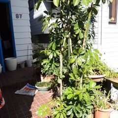 大きくて貫禄のある【 カポック 】 鉢植え　特大