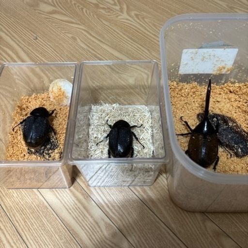 ヘラクレスリッキー　133mm トリオ