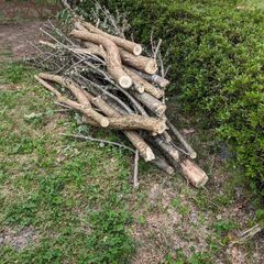 薪、焚き付けに、桂とアカシアあげます