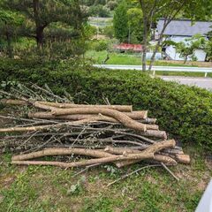 薪、焚き付けに、桂とアカシアあげますの画像